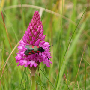 Photographie n°2557769 du taxon Anacamptis pyramidalis (L.) Rich. [1817]