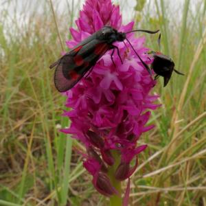 Photographie n°2557770 du taxon Anacamptis pyramidalis (L.) Rich. [1817]