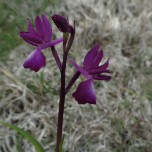 Photographie n°2557774 du taxon Anacamptis laxiflora (Lam.) R.M.Bateman, Pridgeon & M.W.Chase [1997]