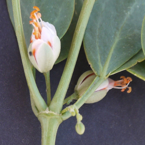 Photographie n°2557811 du taxon Zygophyllum fabago L. [1753]