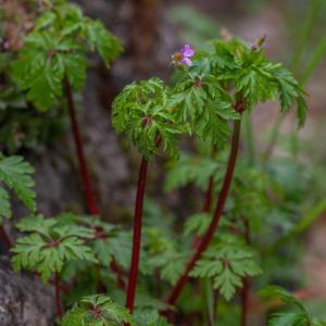 Photographie n°2557848 du taxon Geranium purpureum Vill. [1786]