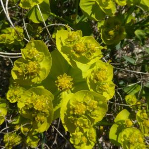 Photographie n°2557867 du taxon Euphorbia serrata L. [1753]