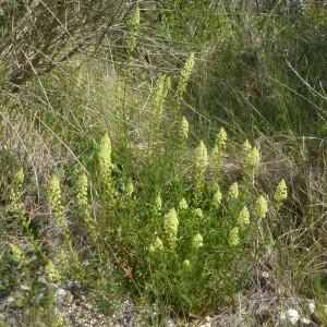 Photographie n°2557869 du taxon Reseda lutea L. [1753]