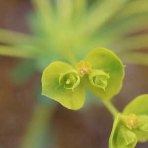 Photographie n°2557882 du taxon Euphorbia seguieriana Neck. [1770]