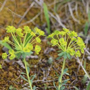 Photographie n°2557884 du taxon Euphorbia seguieriana Neck. [1770]