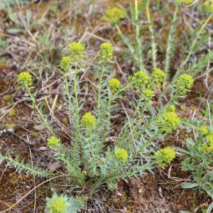 Photographie n°2557886 du taxon Euphorbia seguieriana Neck. [1770]