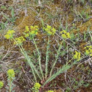 Photographie n°2557887 du taxon Euphorbia seguieriana Neck. [1770]