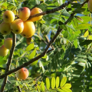 Photographie n°2557954 du taxon Sorbus domestica L. [1753]