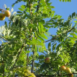 Photographie n°2557955 du taxon Sorbus domestica L. [1753]