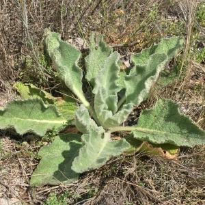 Photographie n°2557959 du taxon Verbascum boerhavii L.