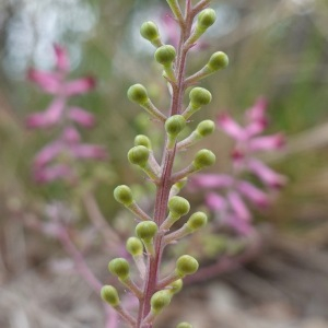 Photographie n°2557968 du taxon Fumaria bastardii Boreau