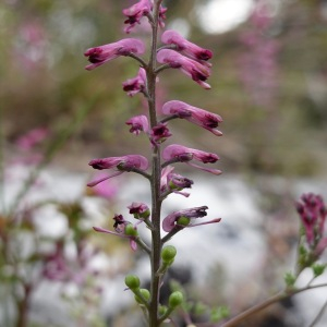 Photographie n°2557969 du taxon Fumaria bastardii Boreau