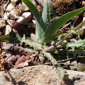 Photographie n°2557976 du taxon Crepis suffreniana (DC.) J.Lloyd