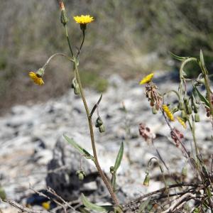 Photographie n°2557983 du taxon Crepis suffreniana (DC.) J.Lloyd