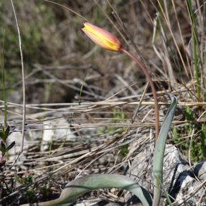 Photographie n°2557984 du taxon Tulipa sylvestris subsp. australis (Link) Pamp.