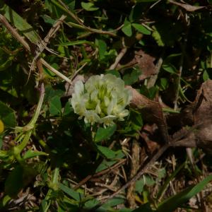 Photographie n°2558022 du taxon Trifolium nigrescens subsp. nigrescens