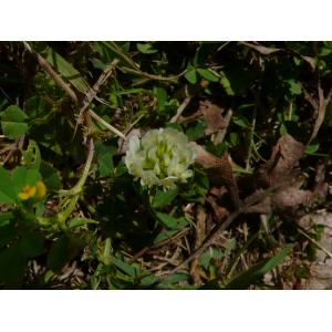 Trifolium nigrescens Viv. subsp. nigrescens (Trèfle noircissant)