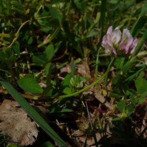 Photographie n°2558023 du taxon Trifolium nigrescens subsp. nigrescens