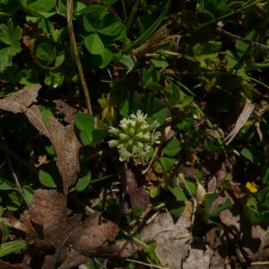 Photographie n°2558024 du taxon Trifolium nigrescens subsp. nigrescens