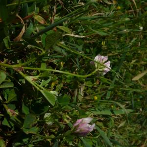 Photographie n°2558026 du taxon Trifolium nigrescens subsp. nigrescens