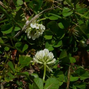 Photographie n°2558029 du taxon Trifolium nigrescens subsp. nigrescens