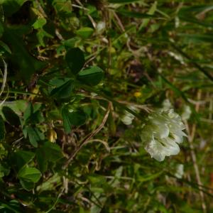 Photographie n°2558030 du taxon Trifolium nigrescens subsp. nigrescens