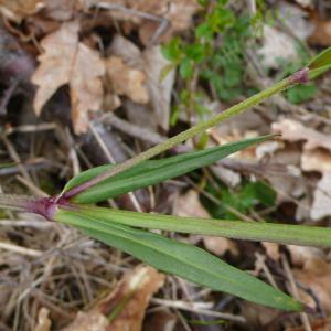  - Lychnis flos-cuculi subsp. flos-cuculi