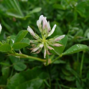 Photographie n°2558071 du taxon Trifolium nigrescens subsp. nigrescens