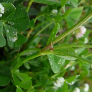 Photographie n°2558072 du taxon Trifolium nigrescens subsp. nigrescens