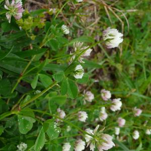 Photographie n°2558073 du taxon Trifolium nigrescens subsp. nigrescens