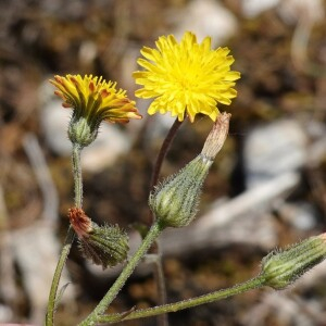  - Crepis suffreniana (DC.) J.Lloyd