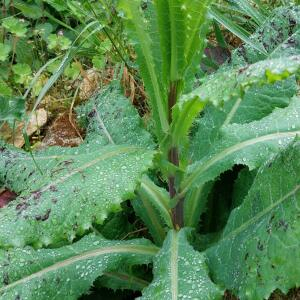 Photographie n°2558253 du taxon Lactuca serriola L. [1756]