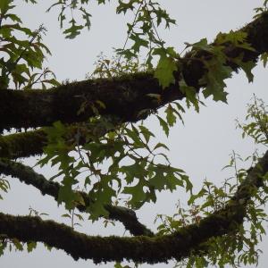 Photographie n°2558269 du taxon Quercus palustris Münchh. [1770]