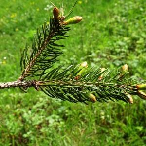 Photographie n°2558273 du taxon Picea abies (L.) H.Karst. [1881]