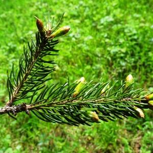 Photographie n°2558277 du taxon Picea abies (L.) H.Karst. [1881]