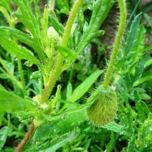 Photographie n°2558288 du taxon Papaver rhoeas L.