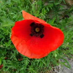 Photographie n°2558289 du taxon Papaver rhoeas L.