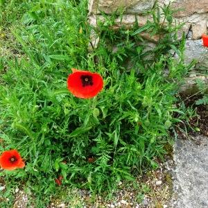 Photographie n°2558290 du taxon Papaver rhoeas L.