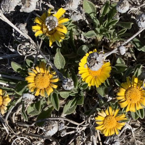 Photographie n°2558336 du taxon Asteriscus maritimus (L.) Less. [1832]