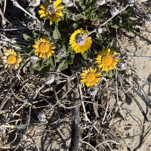 Photographie n°2558337 du taxon Asteriscus maritimus (L.) Less. [1832]