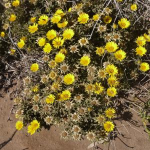 Photographie n°2558339 du taxon Asteriscus maritimus (L.) Less. [1832]