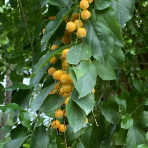 Photographie n°2558396 du taxon Duranta erecta L. [1753]