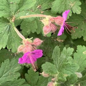 Photographie n°2558398 du taxon Geranium macrorrhizum L. [1753]