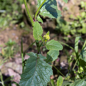 Photographie n°2558413 du taxon Sinapis arvensis L. [1753]