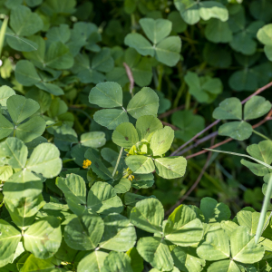 Photographie n°2558416 du taxon Medicago arabica (L.) Huds.