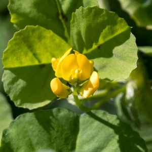 Photographie n°2558417 du taxon Medicago arabica (L.) Huds.