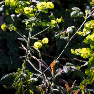 Photographie n°2558428 du taxon Euphorbia amygdaloides L.