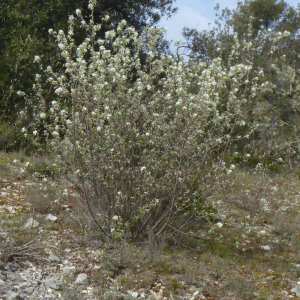 Photographie n°2558440 du taxon Amelanchier ovalis Medik. [1793]