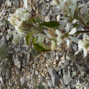 Photographie n°2558441 du taxon Amelanchier ovalis Medik. [1793]