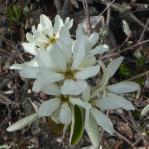 Photographie n°2558443 du taxon Amelanchier ovalis Medik. [1793]